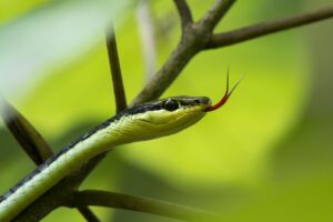 SONHAR COM COBRA SIGNIFICADO, CORES, NÚMEROS